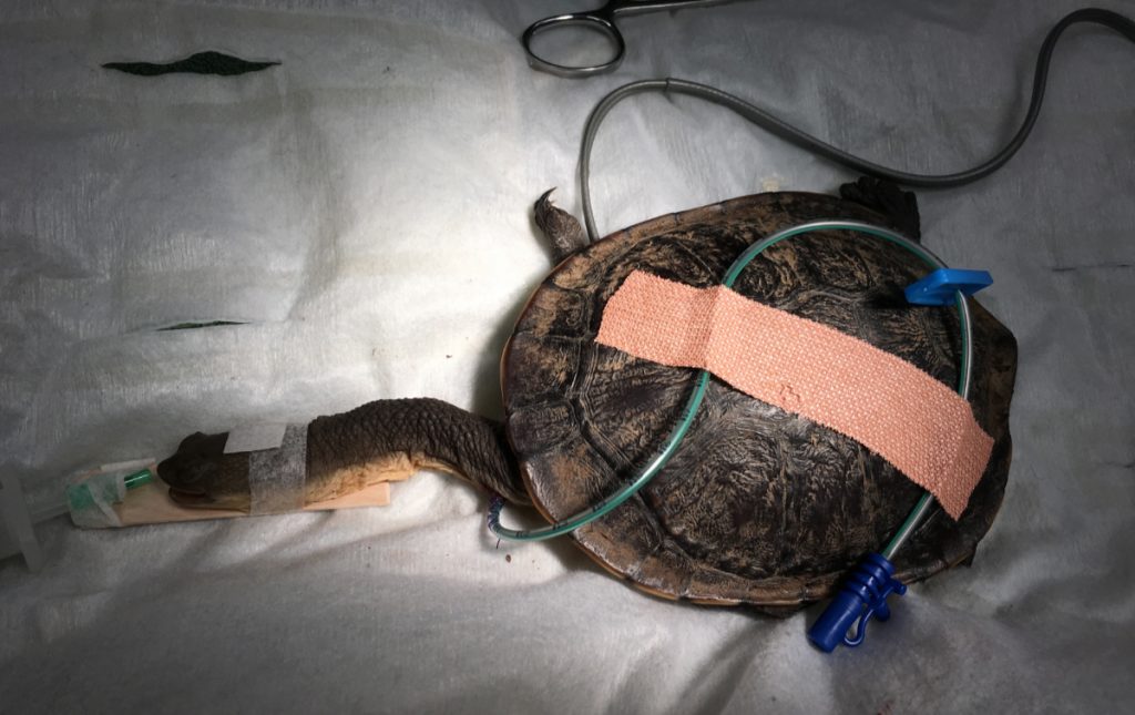 Injured Turtle