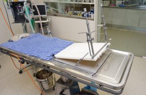 Veterinary Gag on Surgical Table