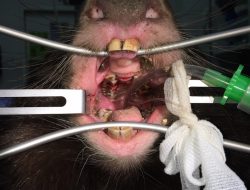Wombat Dental Procedure