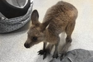 Sick Eastern Grey Kangaroo